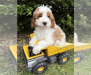 Goldendoodle (Miniature) Puppy for sale in MIDDLEBURY, IN, USA