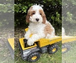 Small Goldendoodle (Miniature)