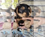 Small Photo #3 Morkie Puppy For Sale in BRADENTON, FL, USA