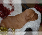 Small Photo #28 Golden Retriever Puppy For Sale in GREENWOOD, WI, USA