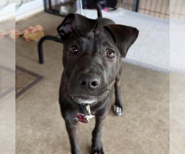 Medium Photo #15 Border Collie-Unknown Mix Puppy For Sale in San Diego, CA, USA