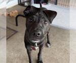 Small #14 Border Collie Mix