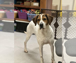 Treeing Walker Coonhound Dogs for adoption in Low Moor, VA, USA