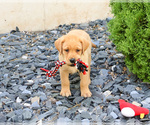 Small #4 Labrador Retriever