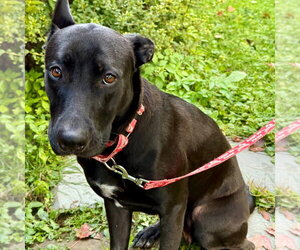 Mama - Female German Shepherd Dog-Unknown Mix Dog for Adoption - Photo #3