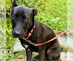 Small Photo #3 German Shepherd Dog-Unknown Mix Puppy For Sale in Canton, CT, USA