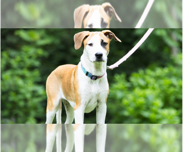 Medium Photo #25 Labrador Retriever-Unknown Mix Puppy For Sale in Brewster, NY, USA