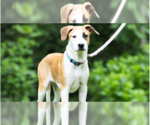 Small #24 Labrador Retriever Mix