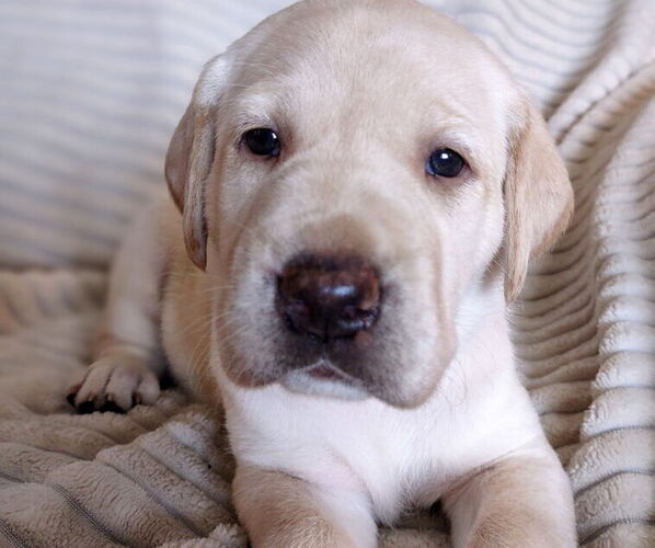 Medium Photo #1 Labrador Retriever Puppy For Sale in COPENHAGEN, NY, USA