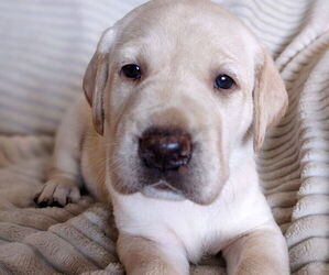 Labrador Retriever Puppy for sale in COPENHAGEN, NY, USA