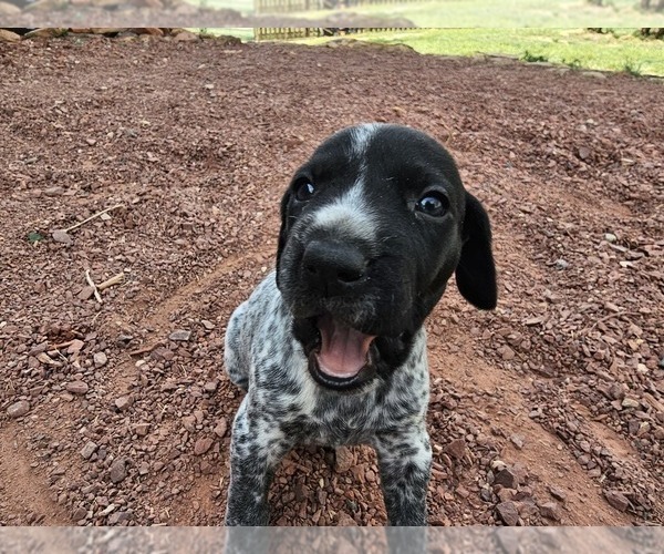 Medium Photo #5 German Shorthaired Pointer Puppy For Sale in EVANSVILLE, WY, USA