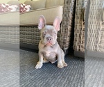 Puppy 5 French Bulldog