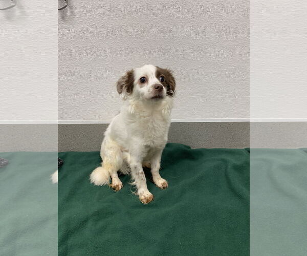 Medium Photo #5 Chihuahua-Spaniel Mix Puppy For Sale in San Francisco, CA, USA