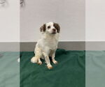 Small #4 Chihuahua-Spaniel Mix
