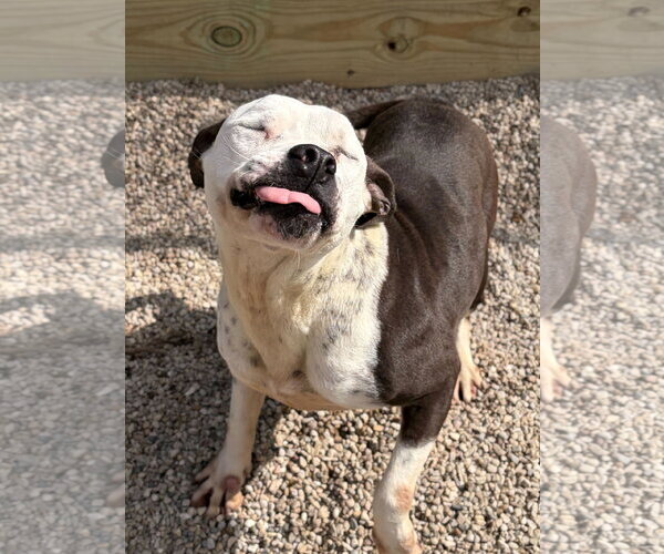 Medium Photo #4 Mutt Puppy For Sale in Jefferson, WI, USA