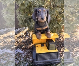 Dachshund Puppy for sale in MIDDLEBURY, IN, USA