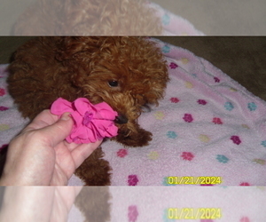 Medium Poodle (Toy)