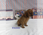 Small #17 Cavalier King Charles Spaniel