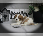 Small #11 Cavalier King Charles Spaniel
