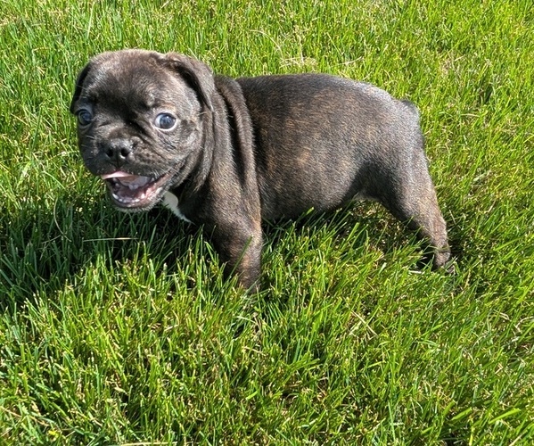 Medium Photo #60 Faux Frenchbo Bulldog Puppy For Sale in GOSHEN, IN, USA