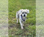 Small Shih Tzu Mix