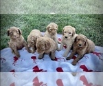 Small Photo #4 Goldendoodle Puppy For Sale in CROTON, MI, USA