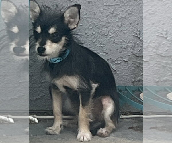 Medium Photo #3 Chihuahua-Unknown Mix Puppy For Sale in Corona, CA, USA