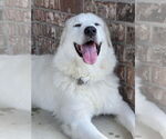 Small #2 Great Pyrenees