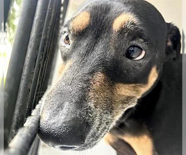 Medium Photo #1 Doberman Pinscher-Unknown Mix Puppy For Sale in Houston, TX, USA