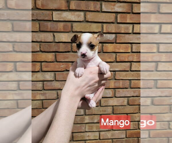 Medium Photo #1 Jack Chi Puppy For Sale in Aurora, IN, USA