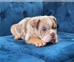 Small Photo #2 English Bulldog Puppy For Sale in PHOENIX, AZ, USA