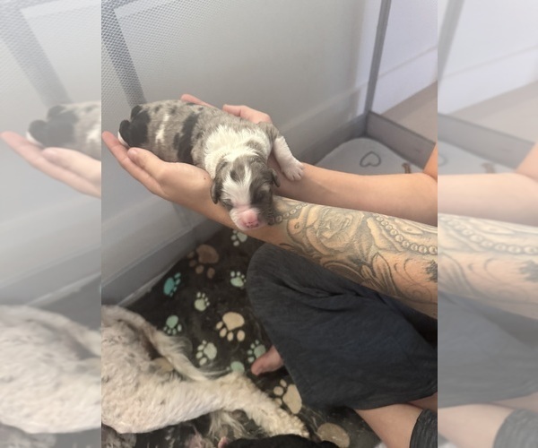 Medium Photo #55 Aussiedoodle-Bernedoodle Mix Puppy For Sale in BELTON, SC, USA