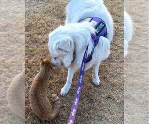Winter - Male Great Pyrenees Dog for Adoption - Photo #2