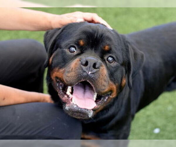 Medium Photo #2 Rottweiler Puppy For Sale in Hillsboro, NH, USA