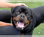 Small #1 Rottweiler