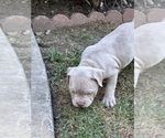 Small #5 American Bully