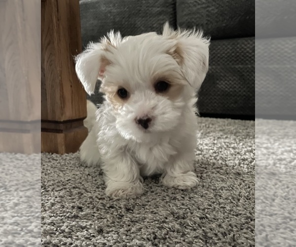 Medium Photo #8 Yorkshire Terrier Puppy For Sale in RUSTBURG, VA, USA