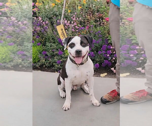 Medium Photo #13 Bullypit Puppy For Sale in Salt Lake City, UT, USA