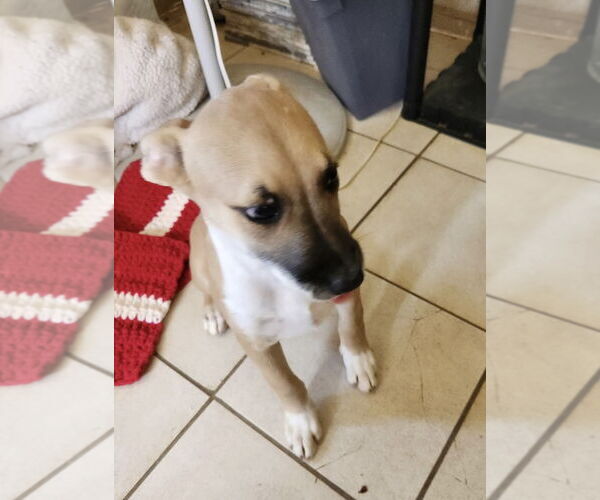 Medium Photo #3 Labrador Retriever-Unknown Mix Puppy For Sale in Amarillo, TX, USA