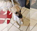 Small #2 Labrador Retriever Mix