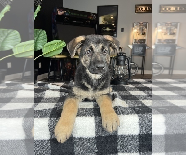 Medium Photo #2 German Shepherd Dog Puppy For Sale in FRANKLIN, IN, USA