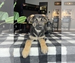 Small Photo #2 German Shepherd Dog Puppy For Sale in FRANKLIN, IN, USA