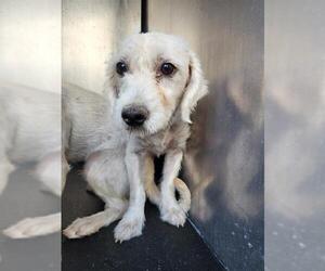 Poodle (Miniature) Dogs for adoption in San Antonio, TX, USA