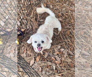 Maltese-Unknown Mix Dogs for adoption in Mount Pleasant, SC, USA