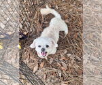 Small Maltese Mix