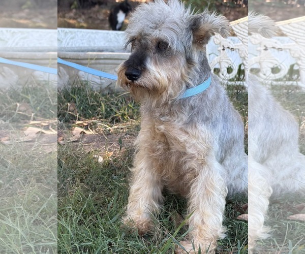 Medium Photo #11 Mutt Puppy For Sale in HOPKINSVILLE/PRINCETON, KY, NH, USA