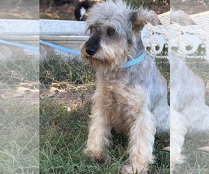 Sabrina - Female Mutt Dog for Adoption - Photo #11