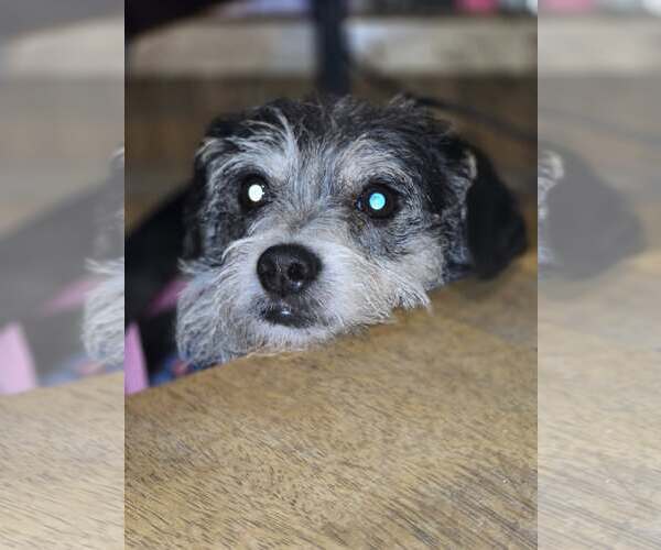 Medium Photo #2 Shih Tzu-Unknown Mix Puppy For Sale in Oakhurst, NJ, USA