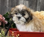 Small #2 Shih Tzu