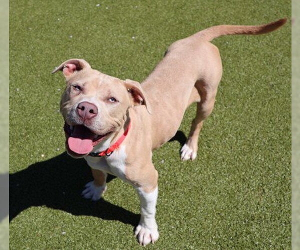 Medium Photo #1 American Pit Bull Terrier-Unknown Mix Puppy For Sale in Rockaway, NJ, USA